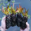 Una generación de planta hidropónica de nenúfar cuatro estaciones loto de agua loto de agua flor en maceta estanque de agua raíz de nenúfar grande
