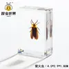 Artesanías de especímenes, insectos reales, escarabajo ciervo, escorpión, escarabajo, araña, regalos de enseñanza de ciencias biológicas, adornos de resina