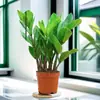 Árbol del Dinero Oficina Maceta Planta Alta Flor de Interior Sala de Estar Planta Verde Grande Venta al por Mayor Cadena de Dinero Árbol de la Fortuna