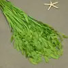 Flor mágica hierba de la pequeña esperanza eterna ramo flor real Natural Alto sentido ins estilo nórdico sala de estar decoración jarrón Flor eterna