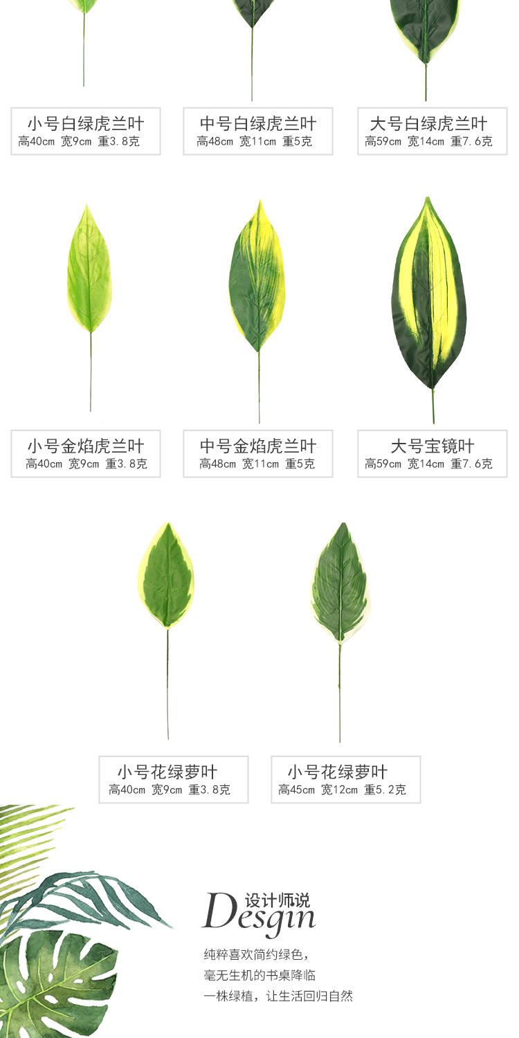 白玉虎兰叶单支_02.jpg