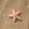 Micro-paisaje Creativo Realista Estrellas de Mar de Colores Acuario Marino Paisajismo DIY Accesorios Decorativos Eco-botella Pequeños Adornos