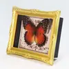 Artesanías Zhongkun Especímenes de Insectos Mariposa Real Especímenes de Caracolas Marinas Regalos de Vacaciones para Niñas Marco de Fotos Adornos de Escritorio