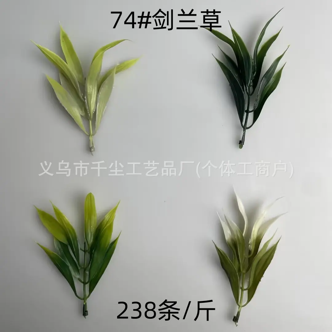 74#剑兰草.jpg