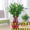 Plantas en Maceta de Incienso de Nueve Millas, Florales de Interior, Bonsái Fácil de Cultivar, Plántulas de Incienso de Siete Millas, Fragancia Fuerte en Todas las Estaciones, Repele Mosquitos y Florece