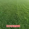 Césped Verde Artificial, Césped Artificial Específico para Golf, Césped Artificial para Interiores y Exteriores, Césped de Campo de Golf y Césped de Mijo Japonés