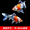 Alevines Vivos de Pez Dorado Ornamental Rojo y Blanco de Raza Pura para Agua Fría, Pez Ornamental Koi Rojo Resistente al Agua Dulce Tricolor