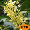 Plántulas de Osmanthus en Maceta Perennes de Cuatro Estaciones Florales Madera de Águila Injertada Agosto Osmanthus Dorado y Osmanthus Plantas de Patio para Interiores y Balcones