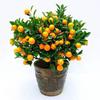 Kumquat Crocante com Entrega de Frutas Mudas em Vasos Árvores Frutíferas de Quatro Estações Mudas de Laranja Comestíveis Kumquat Crocante Sempre-Verde para Interior