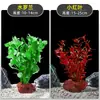 Plantas de Acuario, Decoraciones de Paisajismo con Césped Real, Plantas Aptas para Principiantes, Crisantemo Verde Ciempiés, Plantas de Sombra, Piedra Volcánica, Plantas Verdes Purificadoras de Agua