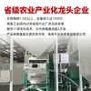 Sementes de Lótus Vermelho Secas, Miolo Removido, Sementes de Lótus Xiangtan de Hunan Autênticas, 500g, Sementes de Lótus Secas Sem Miolo, Estoque Novo para Atacado
