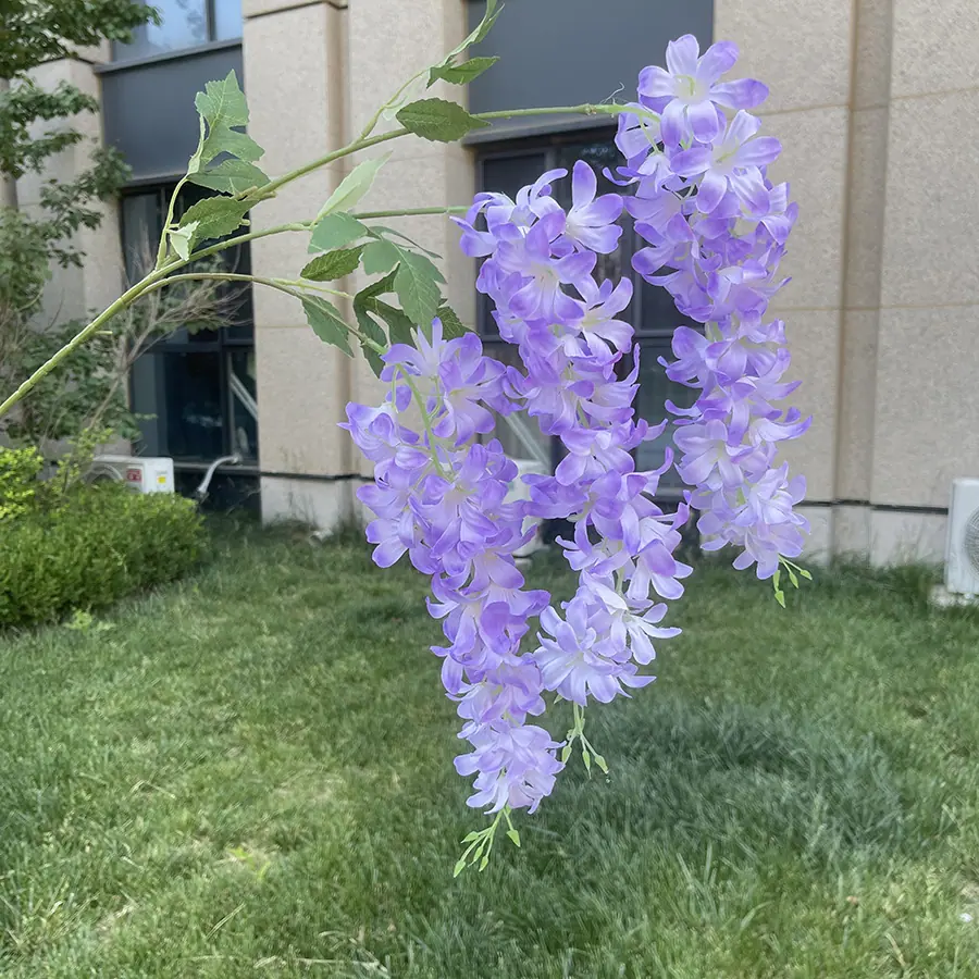 3叉心愿垂吊洋兰花-xymlsx-浅紫蓝.JPG