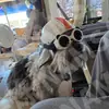 Casco de Motocicleta para Gato con Set de Gafas Yorkshire Chihuahua Sombrero para Montar al Aire Libre Accesorios para Mascotas Venta al por Mayor