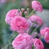 Rizoma de Flor Importado Peonía de Apio Hoja Doble Floración Raíz de Flor en Maceta para Interiores y Exteriores Fácil de Cultivar Todas las Estaciones