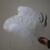 Atacado de fábrica 15-20cm pena de avestruz performance de palco pena pequena material de decoração de joias DIY pena de avestruz