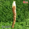 Modelo de Hongo Hongo Silvestre de Yunnan Espécimen Falso Adorno Decoración Escena Montaje Accesorios para Disparar Matsutake