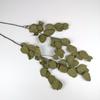 Ins Decoración al por Mayor Algodón Nomeolvides Natural Espigas de Trigo Ramo de Flores Secas Muebles para el Hogar Accesorios de Fotografía Frescos Pequeños