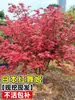 Plántulas auténticas de arce rojo japonés, bonsái 'Princesa Danza Roja de las Cuatro Estaciones', plantas en maceta de tronco viejo para patio y villa, plantas de follaje resistente al frío