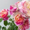 Planta de Rosas para Balcón con Semillas de Rosa, Rosas en Maceta de Fragancia Fuerte Todo el Año, Plantas de Flores Extra Grandes para Balcón y Patio