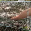 Jaula para Palomas de Techo para Hogar al Aire Libre con Entrada y Salida de una Sola Vía, Puerta Automática para Palomas