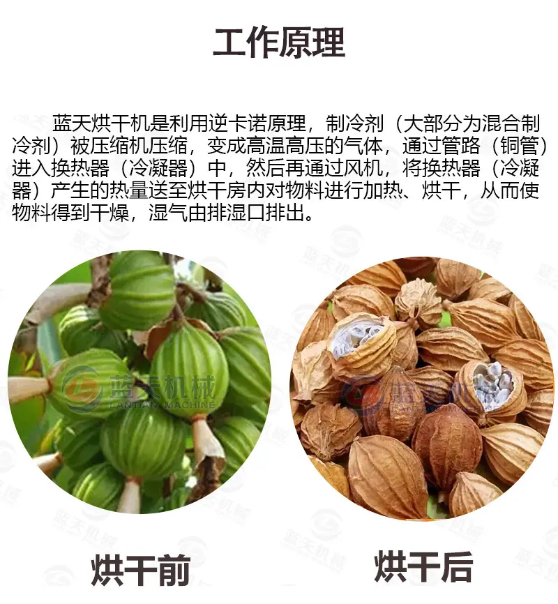 砂仁(20盘)_05.jpg