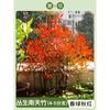 Dropshipping Nandina Plantones en Macetas Flame Nandina Bonsái de Interior de Pila Vieja Follaje de Patio Flores y Plantas Verdes