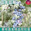 Dropshipping de Mudas de Mirtilo Lanfeng para Plantio no Quintal, Plantas em Vasos para Plantio no Norte e Sul com Solo Original, Mudas Vivas de Árvore Frutífera de Mirtilo