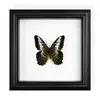 Marco de Fotos con Espécimen de Mariposa Real, Mariposa Cola de Golondrina con Banda Verde Regalo de Cumpleaños, Regalo de Día del Maestro Graduación, Regalo Exquisito para Fiestas