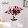 Planta de Azalea en Maceta con Capullos de Flor, Planta Grande Madura, Florece Todo el Año, Adecuada para Balcón y Visualización en Interiores, Planta Perenne Verde