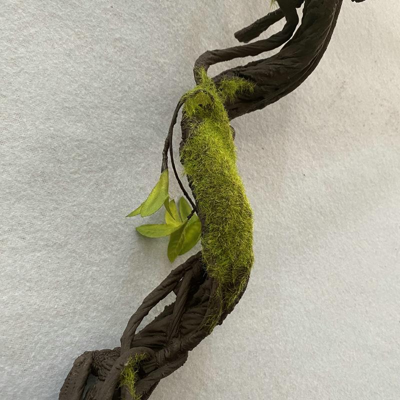 青苔藤中部展示.JPG