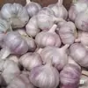 Nuevo Ajo Seco de Este Año 2.5kg Dientes de Ajo Grandes, Dientes de Ajo Nuevos Cultivados en Granja a Partir de 250g, Ajo de Piel Morada-Blanca, Verduras de Temporada, Caja Completa