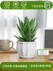 Envío directo Aloe Vera en maceta Interior Dormitorio Purificador de aire Resistente a la sequía Florales y Plantas Verdes Escritorio de oficina Buen almacenamiento