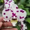 Las plántulas de Phalaenopsis son fáciles de cultivar en todas las estaciones. Plantas Verdes y Flores en Maceta para Balcón de Oficina en Interiores Fáciles de Cultivar