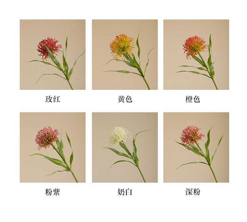 单枝6叶针垫花_04.jpg