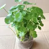 Dropshipping de Plantas Hidropônicas de Centella Asiática Flores em Vasos para Desktop de Escritório Interno Plantas Verdes Perenes o Ano Todo para Purificação
