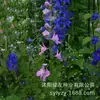 180 Variedades de Sementes de Flores Não Repetitivas, Fáceis de Cultivar em Todas as Estações, Podem Afastar Mosquitos, Adequadas para Varandas Internas e Externas, Distribuição Transfronteiriça