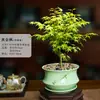Mudas Pote Forma de Bordo de Primavera Dourada Fluida, Plantas Verdes, Plantas Grandes de Interior, Plantas de Varanda, Fácil de Manter e Viver em Todas as Estações, Sempre Verde