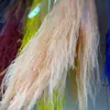 Hierba Barba de Dragón Eterna, Hierba de Junco, Flores Reales, Venta al por Mayor Fabricante de Yunnan, Serie Fuegos Artificiales de Ensueño, Materiales Florales para Cortinas de Boda, Decoración Suave