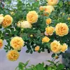 Plántulas de rosa, tallos maduros, flores de flor grande, plantas verdes, rosas en maceta, balcón interior y exterior, todo el año