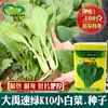 Sementes de Repolho Dayu Sulu K10. Agricultores em Campos de Legumes Plantam Legumes da Estação com Polpa Grossa