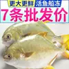 [Fresco] Pargo Dorado Extra Grande, Pescado Haichang Fresco Congelado Grande, Lenguado, Venta al por mayor de Mariscos, una Caja Completa