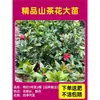 Camelia Xiangfei en maceta con brotes, flor roja de cinco colores, fácil de cultivar en interiores, florece en cualquier estación.