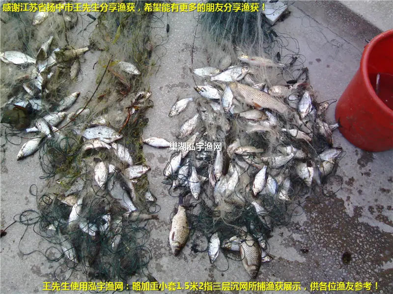感谢江苏省扬中市王先生分享渔获！