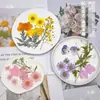 Paquete de Hojas de Flores Secas DIY Cristal Epoxi Paquete de Materiales de Flores Hechos a Mano Pegatinas de Flores Prensadas Materiales Plantas Decorativas Muestras Fotografía