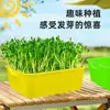 Bandeja de Mudas Sprout Hidropônica Varanda Cultivo Sem Solo Fabricante Atacado Brotos de Feijão Papel Vaso para Mudas de Vegetais Vaso Hidropônico