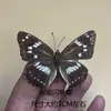 Venta Directa al Por Mayor de Fábrica de Especímenes Reales de Mariposas con Alas Extendidas, Diversos Insectos y Escarabajos, Accesorios para Fotos, Educación Científica, Especímenes Naturales