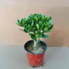 Árbol de Jade en Maceta con Hojas Grandes, Planta Suculenta, Lirio de la Paz, Planta Verde Purificadora de Aire de Interior y Flor