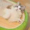 Tapete Cama para Gato Cama de Balanço Rede para Gato Tapete de Bambu Verão Dormir Fresco Cama de Gato Fofa Miau Fada Suprimentos para Animais de Estimação