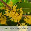 Una pieza de plantones de osmanthus, osmanthus dorado de agosto, osmanthus, patio, casa grande, plantas en maceta resistentes al frío, cuatro