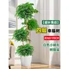 Árbol Feliz Sala de Estar en Maceta Planta Verde Grande y Vieja Oficina Árbol Seguro Planta Absorbente de Formaldehído Fácil de Mantener en Todas las Estaciones